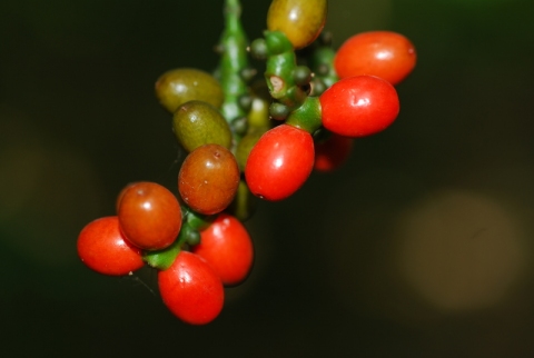 Gnetum africanum