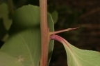 Gymnosporia senegalensis