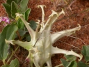 Harpagophytum procumbens