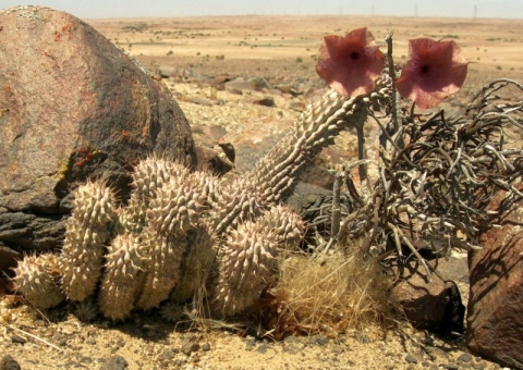 Hoodia currorii