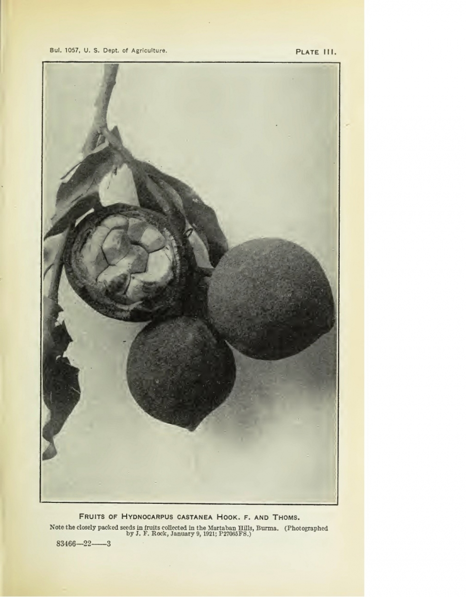 Hydnocarpus castanea