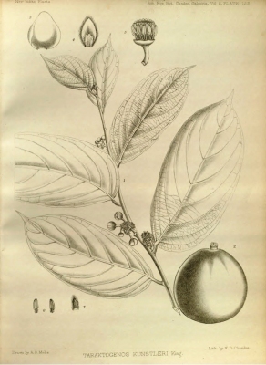Hydnocarpus kunstleri