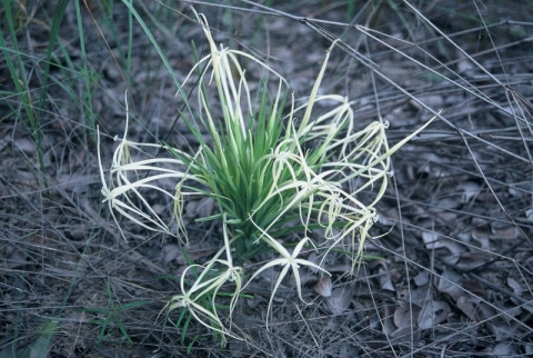 Lapeirousia odoratissima