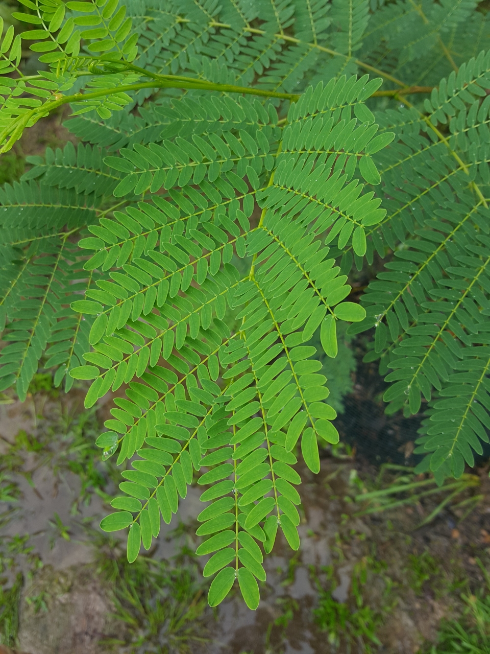 Leucaena leucocephala