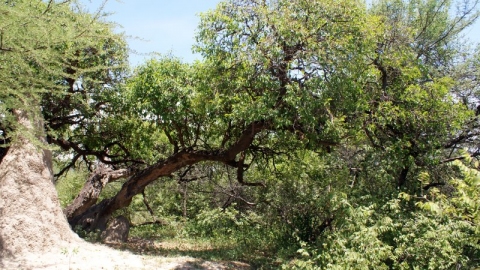 Maerua angolensis