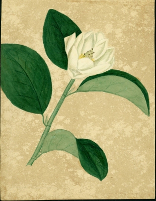 Magnolia portoricensis
