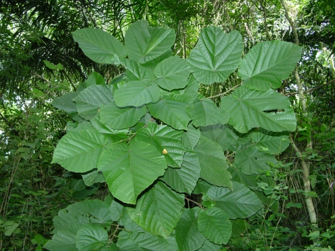 Mansonia altissima