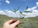 Orthanthera jasminiflora