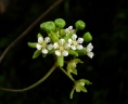 Pentarrhinum abyssinicum