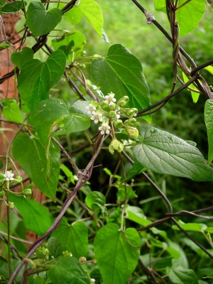 Pentarrhinum abyssinicum