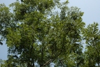 Pericopsis laxiflora