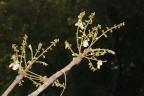 Pericopsis laxiflora
