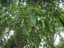 Philenoptera laxiflora