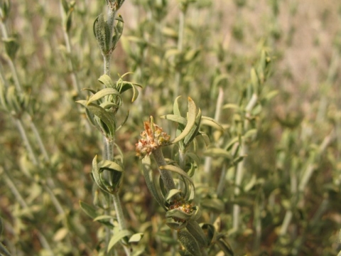 Pollichia campestris