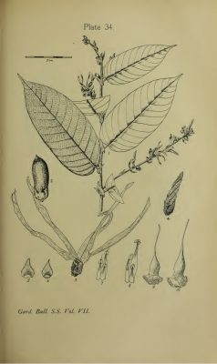 Shorea macrantha