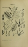 Shorea parvifolia