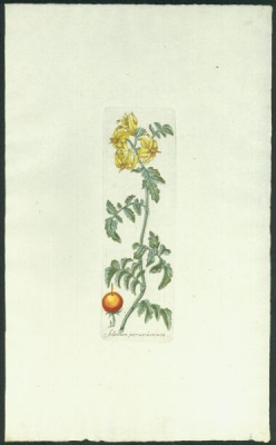 Solanum peruvianum