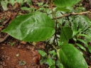 Solanum terminale