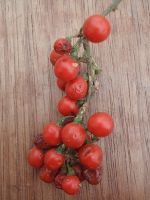 Solanum terminale