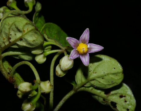 Solanum ternatum