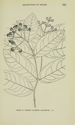 Syzygium calubcob