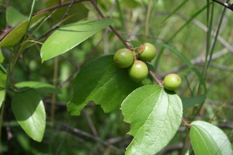 Ziziphus abyssinica