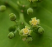 Cayratia mollissima