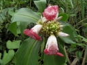 Costus phyllocephalus