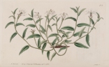 Lobelia chinensis