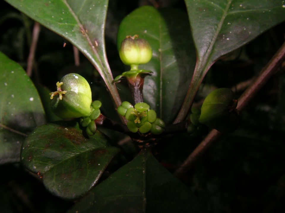 Euphorbia boivinii