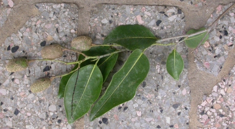 Irvingia smithii