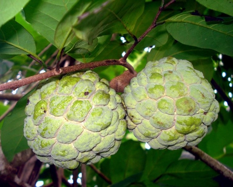 Annona squamosa