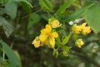 Senna undulata