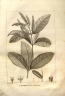 Combretum trifoliatum