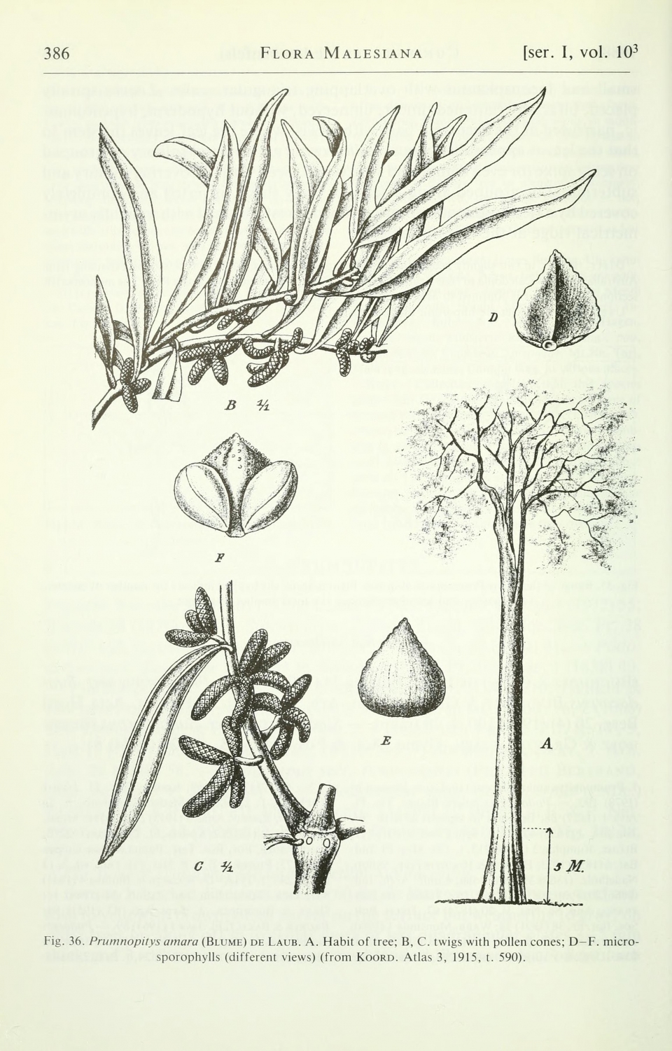 Sundacarpus amarus
