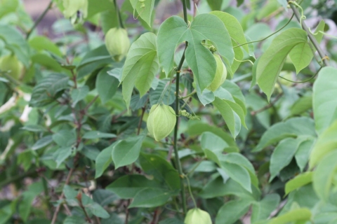 Passiflora platyloba