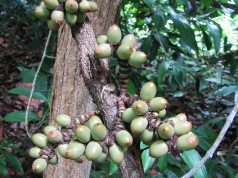 Gnetum macrostachyum