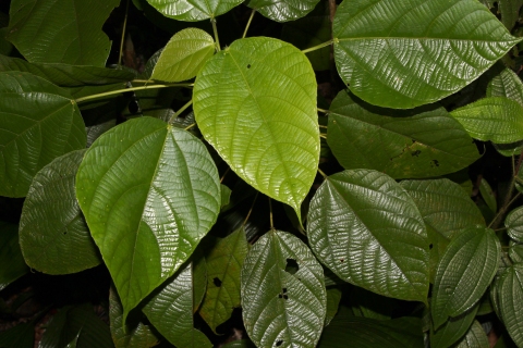 Alchornea tiliifolia