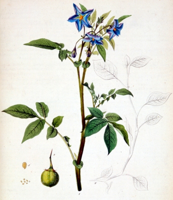 Solanum verrucosum