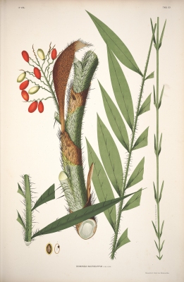 Desmoncus horridus