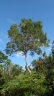 Chaetocarpus echinocarpus