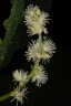 Argomuellera macrophylla