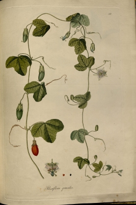 Passiflora gracilis