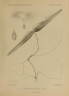 Anodendron paniculatum