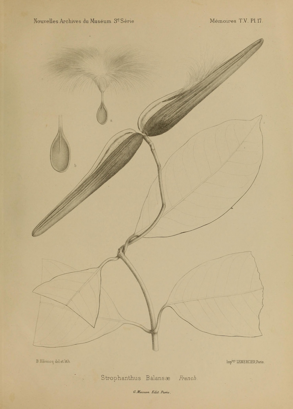 Anodendron paniculatum