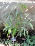 Pouteria salicifolia