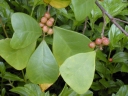 Ficus natalensis
