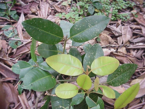 Calophyllum papuanum