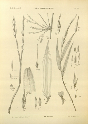 Schizostachyum griffithii