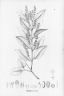 Phthirusa pyrifolia